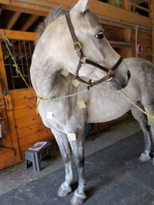 equine massage therapist training